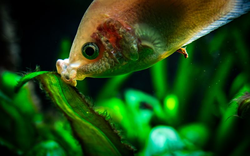 Kissing Gourami