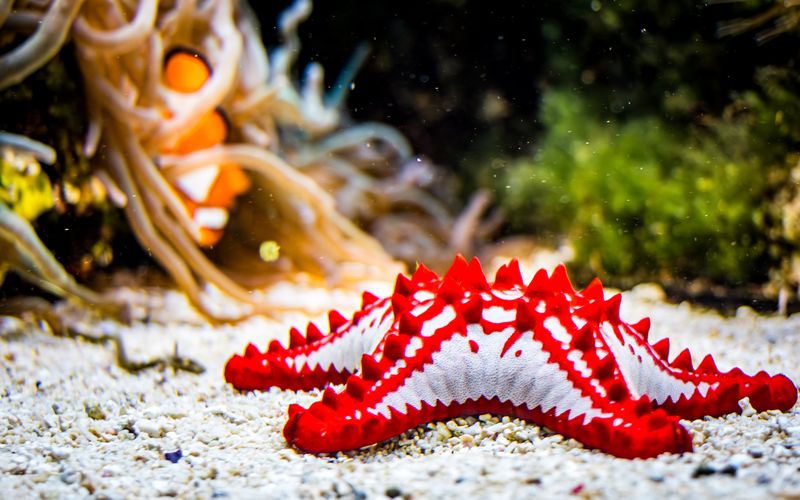 Starfish