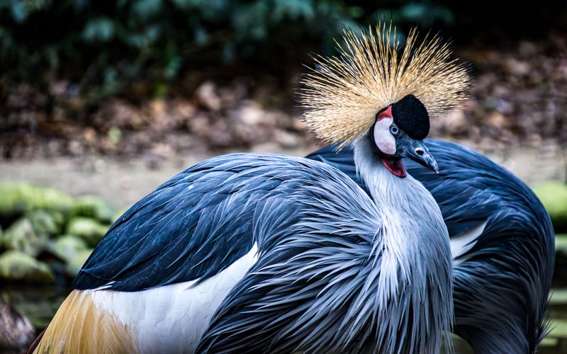 Greyed Crowned Crane
