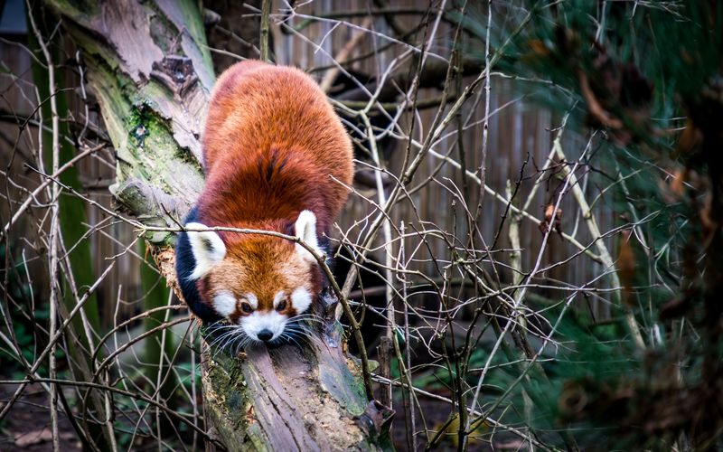 Red Panda