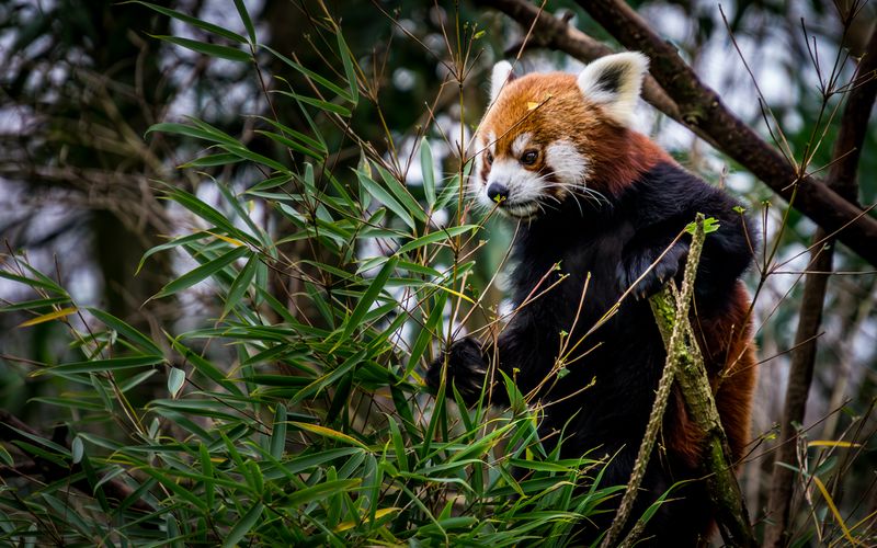 Red Panda