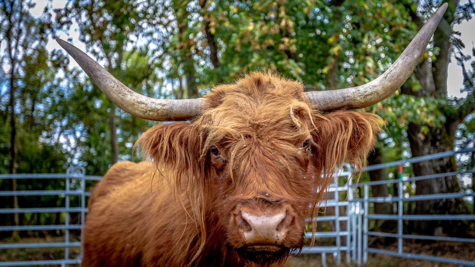 Highland cattle