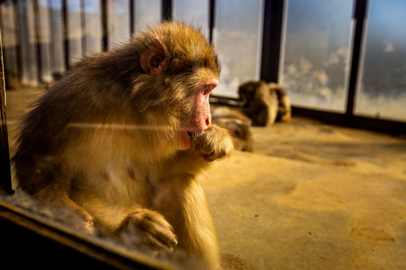 Mt Takao Monkey Park 高尾山さる園