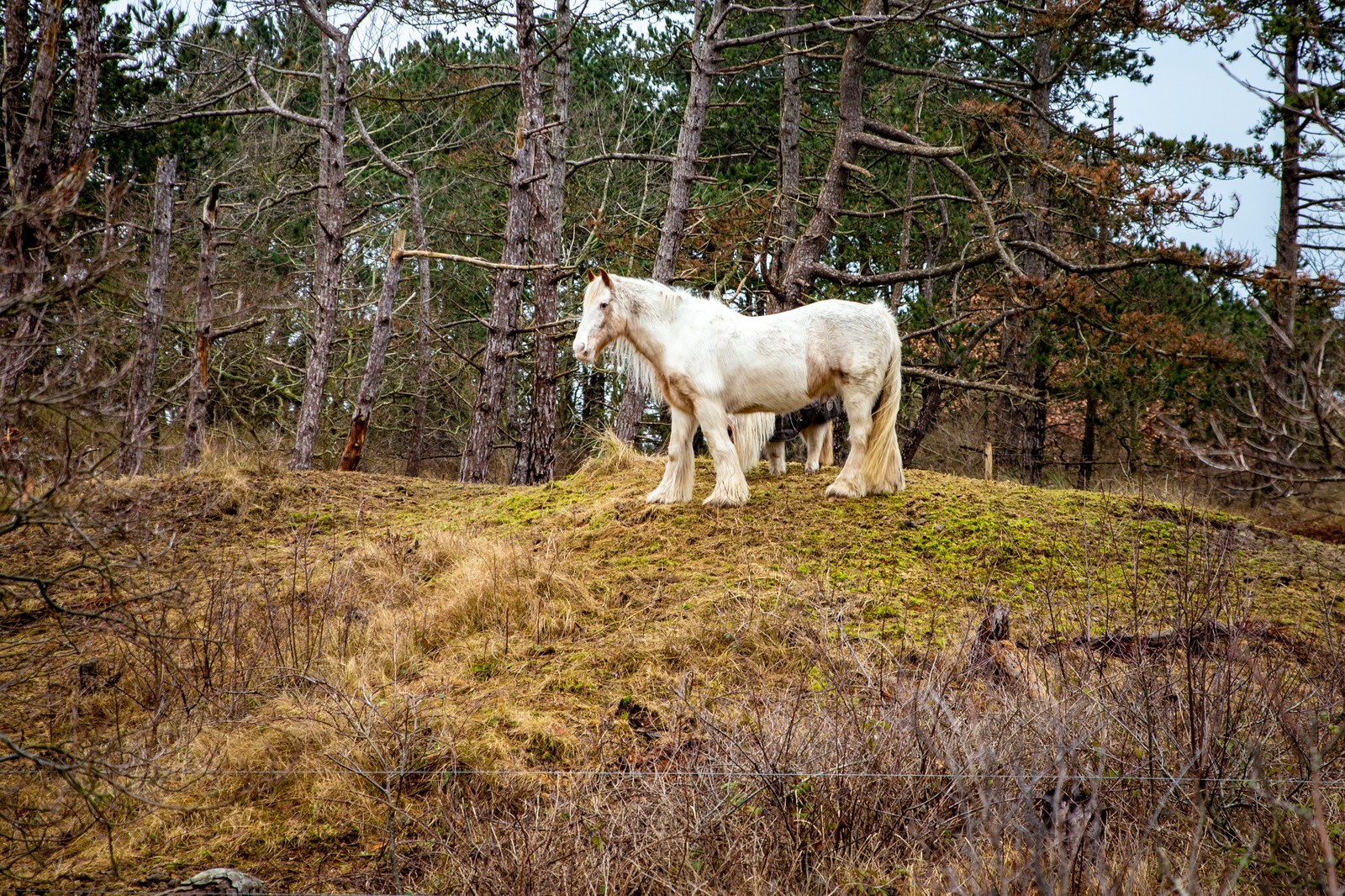 Terschelling