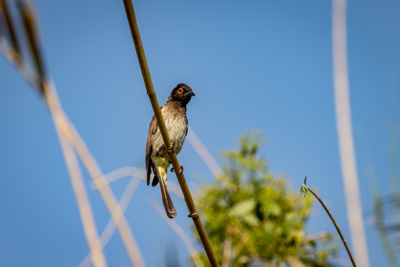 Bulbul