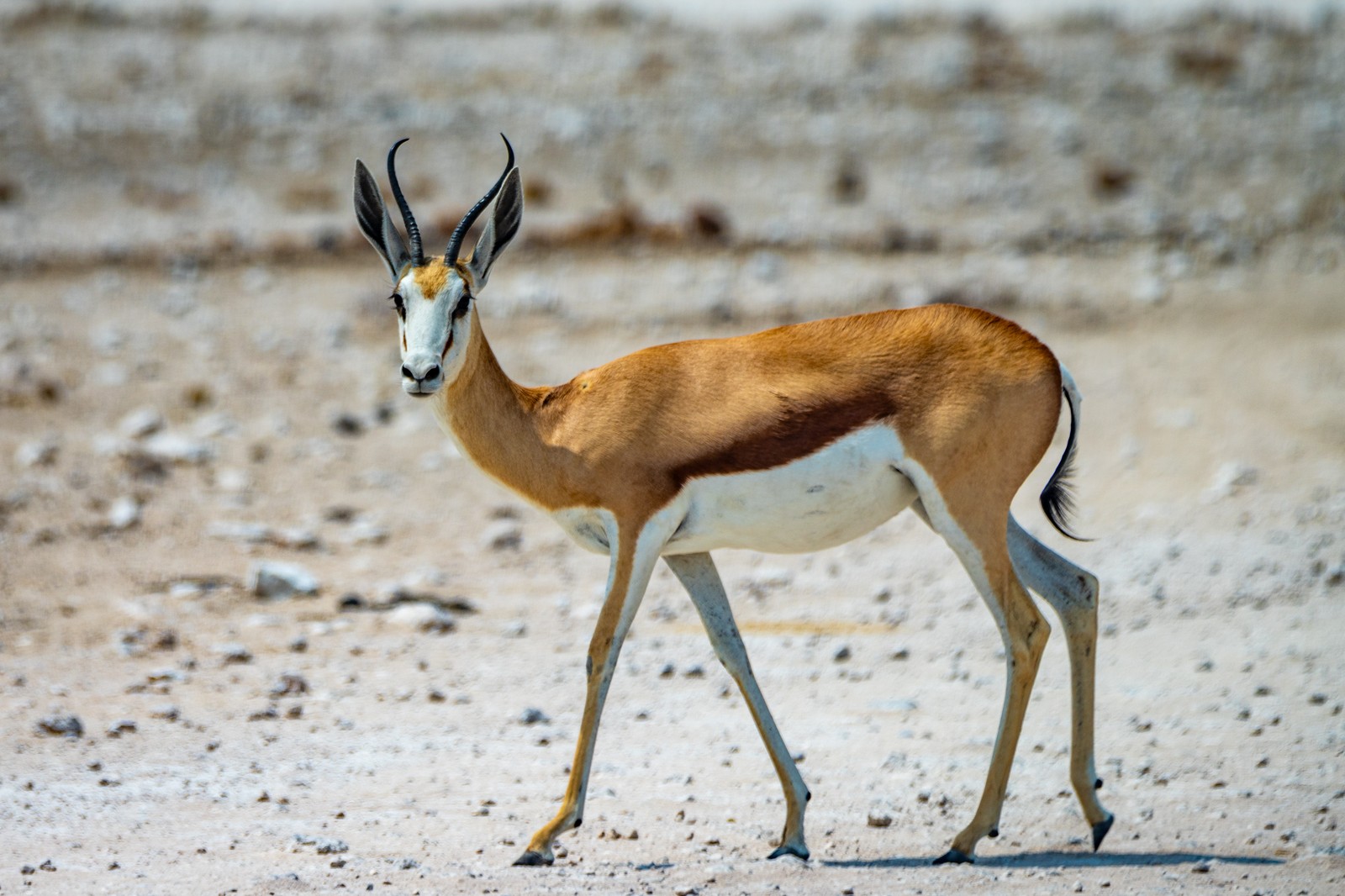 Springbok