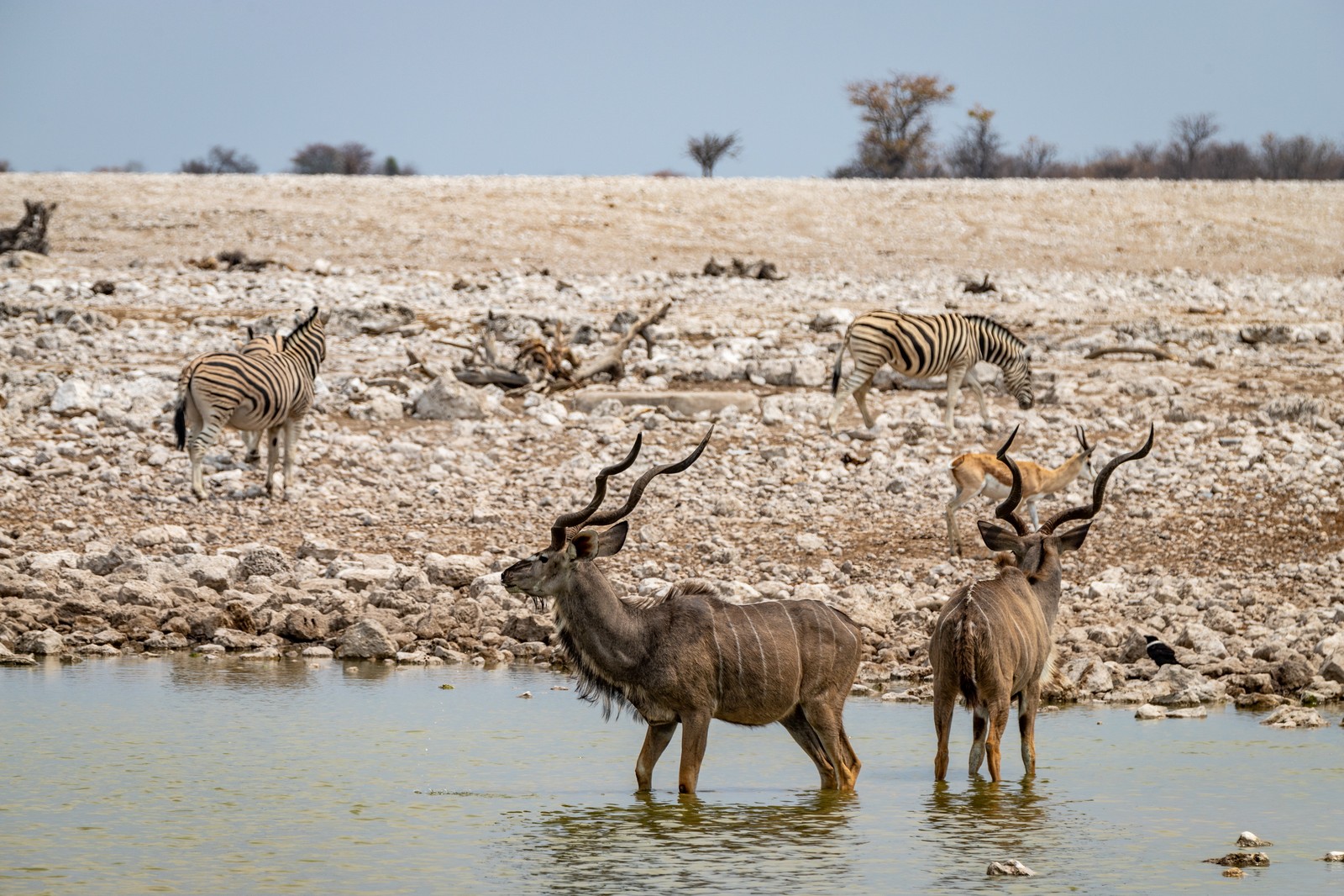 Etosha NP