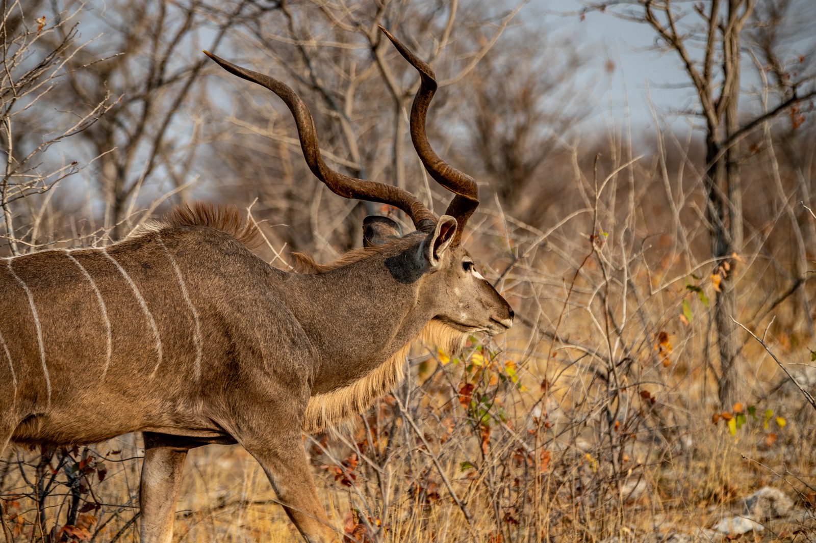 Kudu