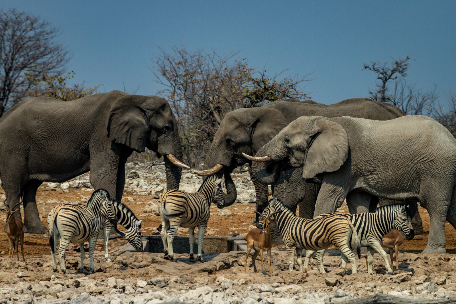 Etosha NP