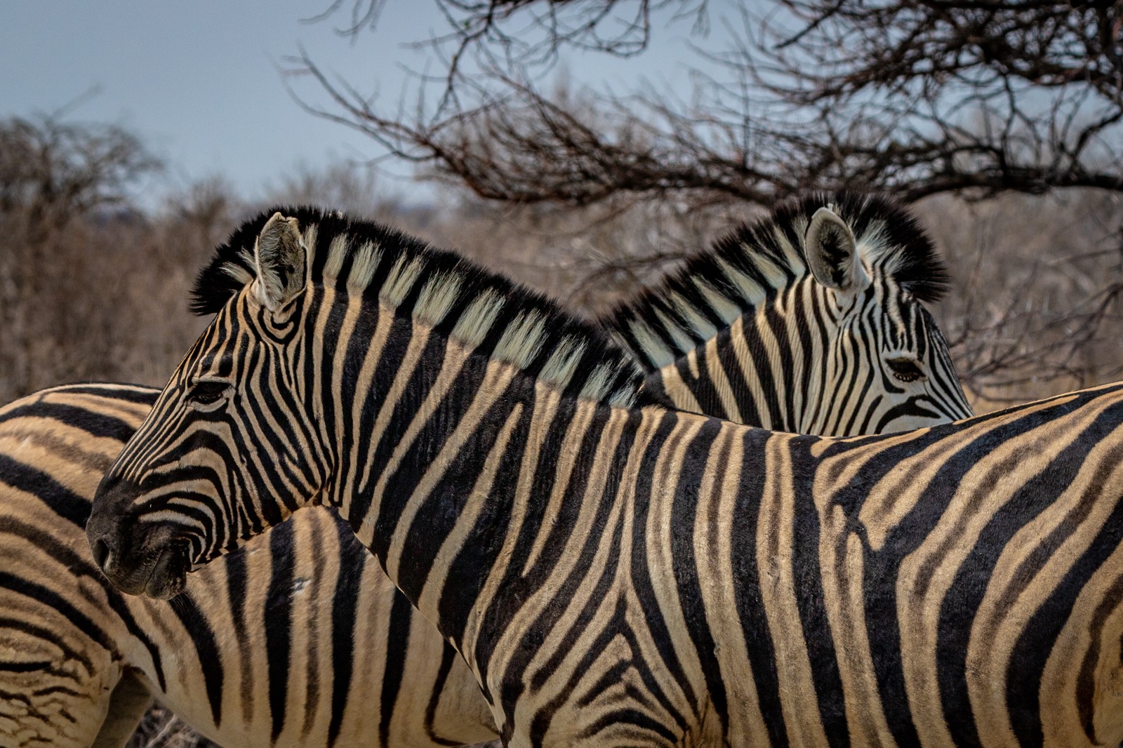 Zebras