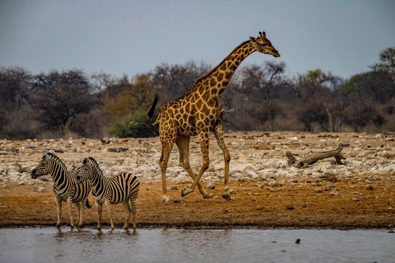 Etosha NP