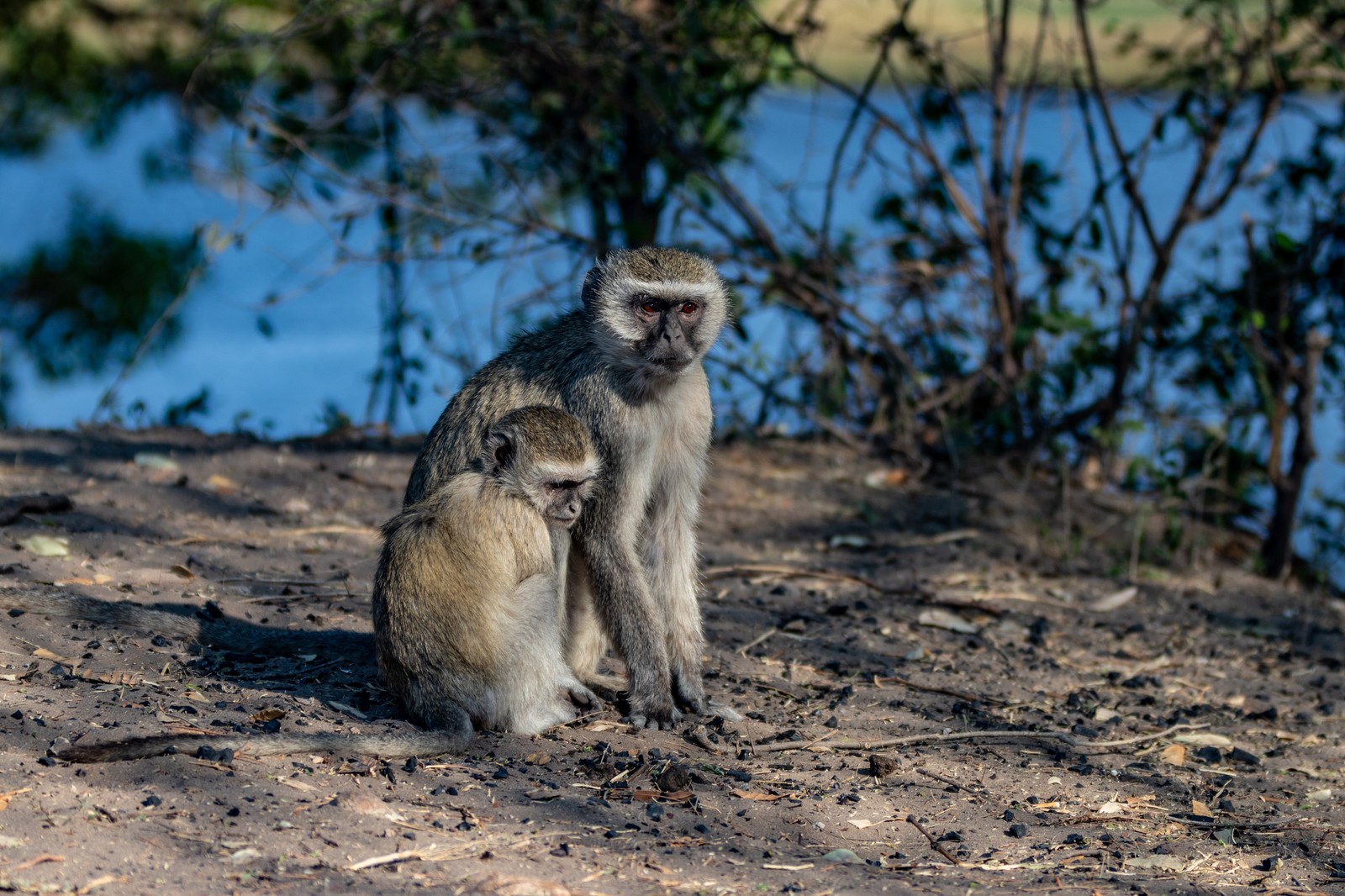 Vervet Monkeys