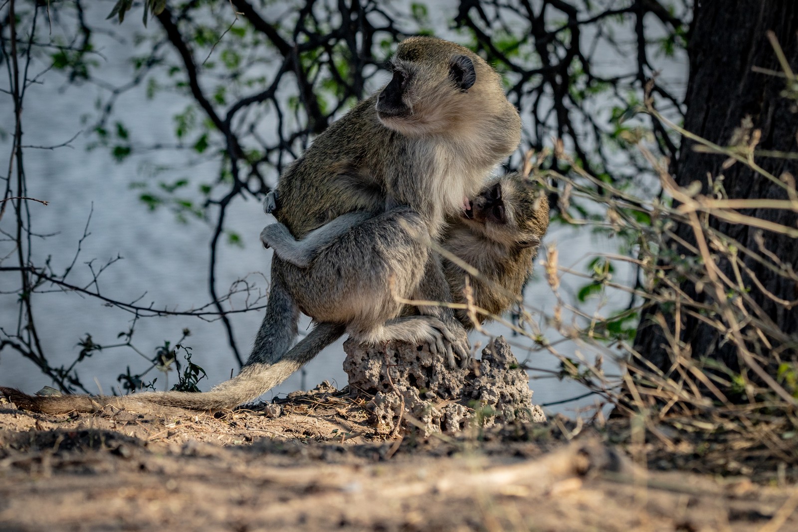 Vervet Monkeys