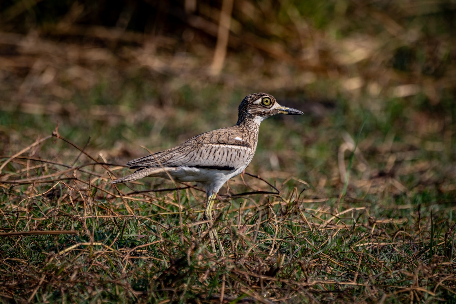 Thick-knee