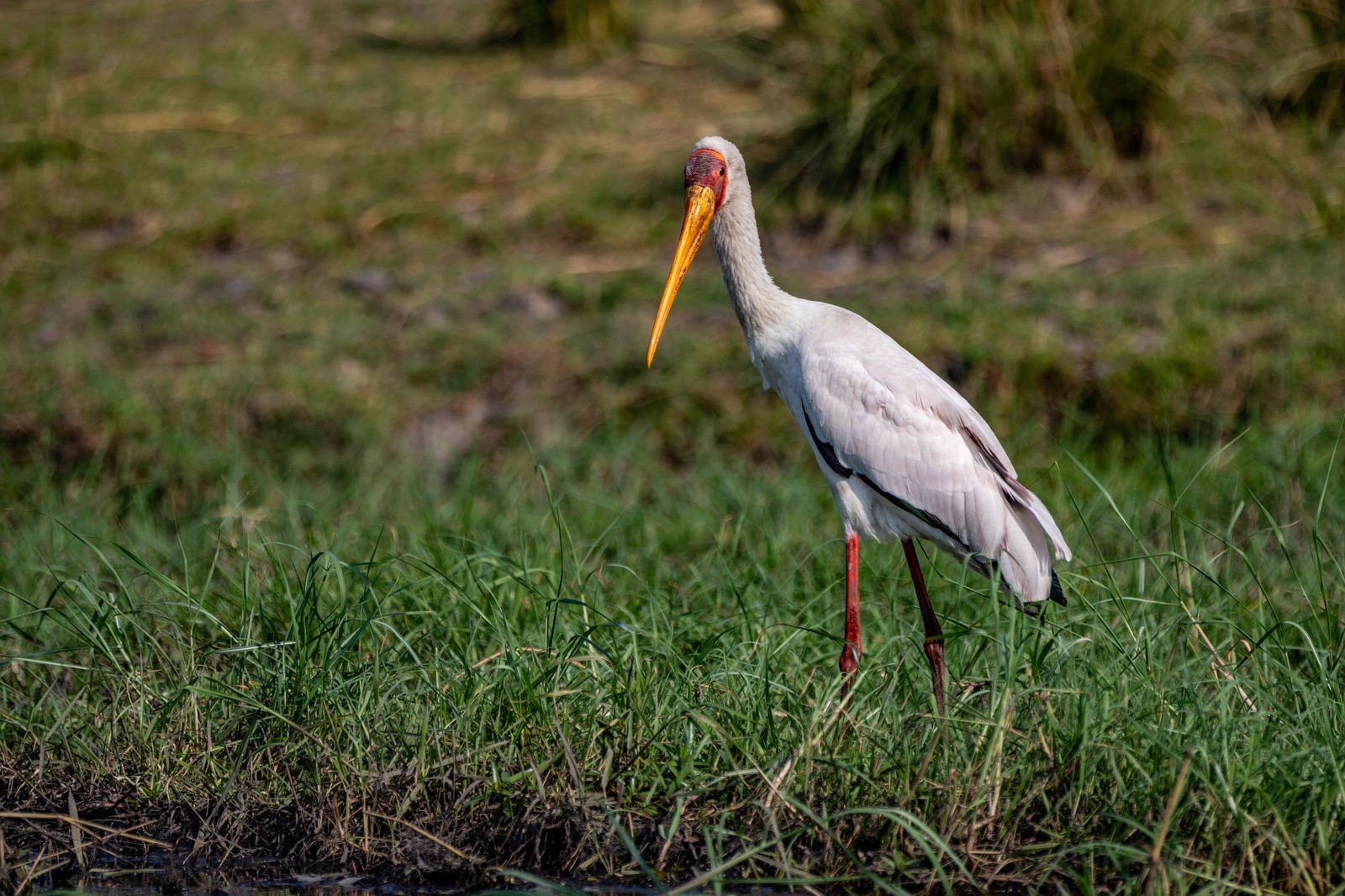 Stork