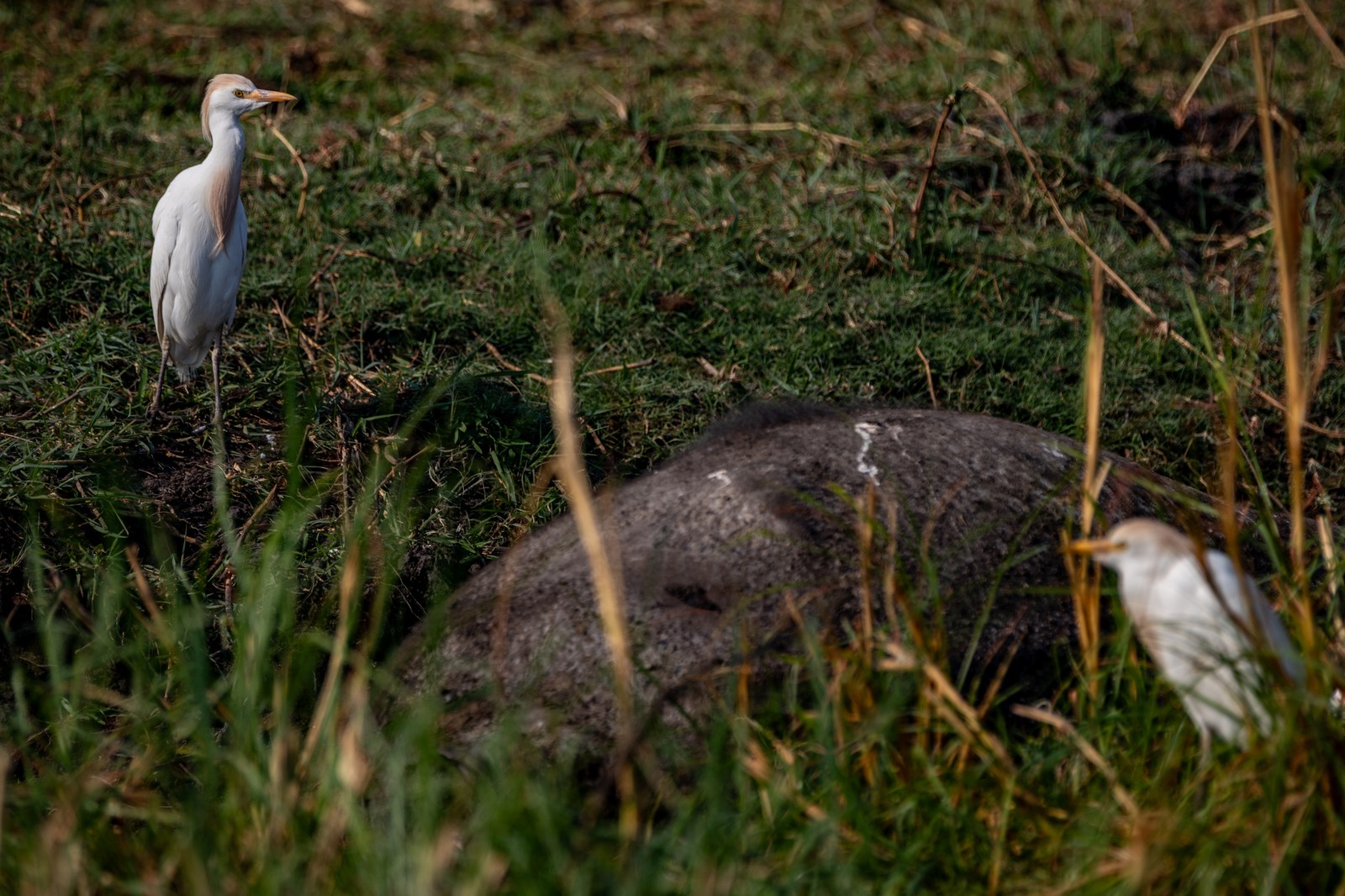 Egrets around a dead buffalo