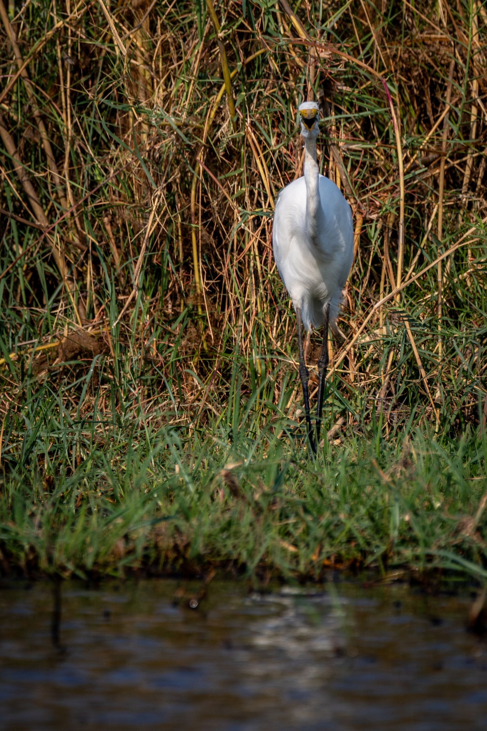 Egret