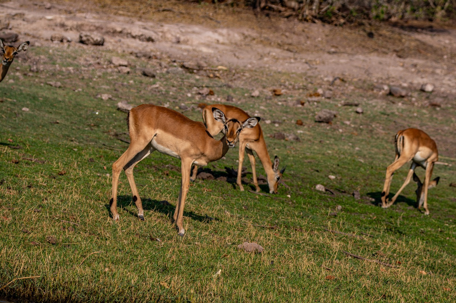 Impalas