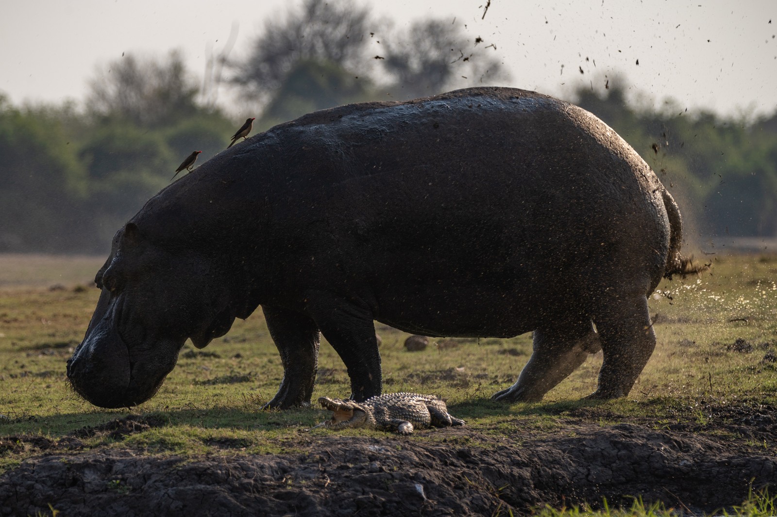 Hippopotamus