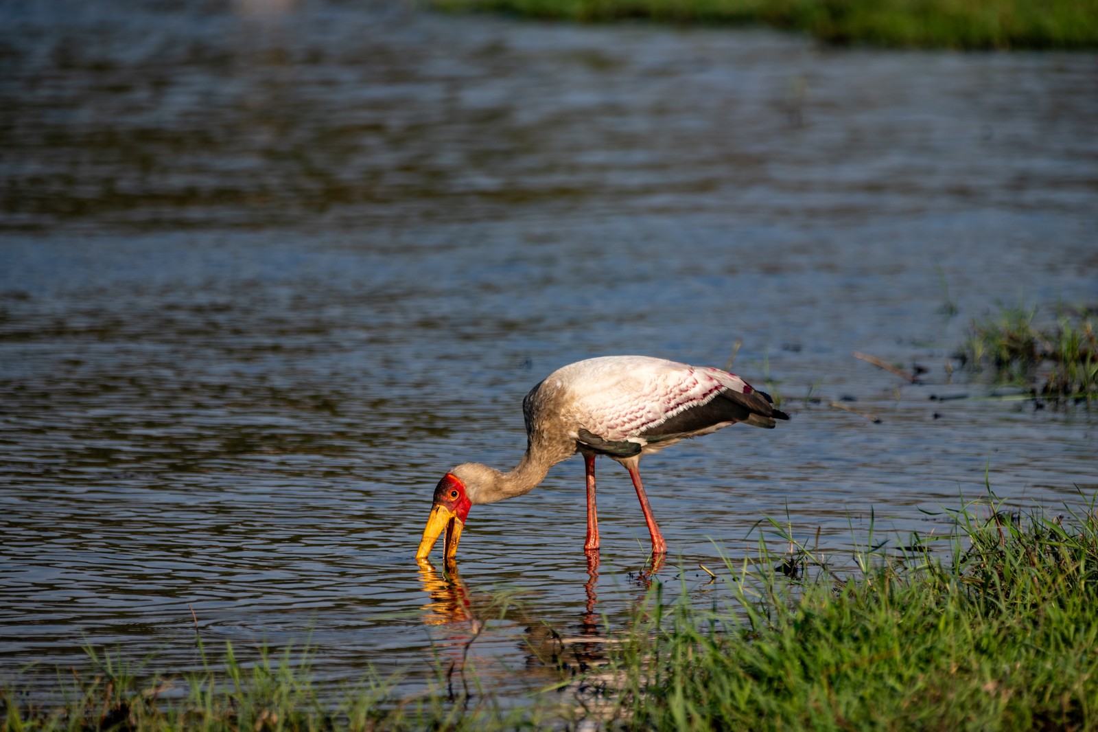 Stork