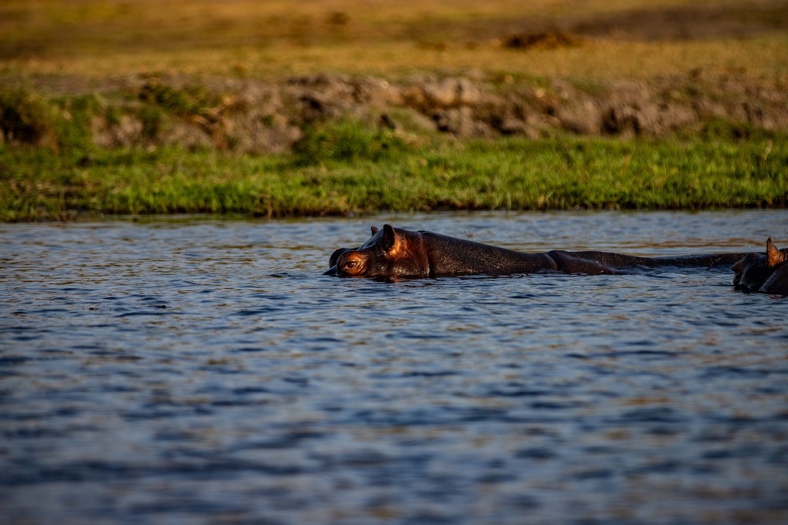 Hippopotamus