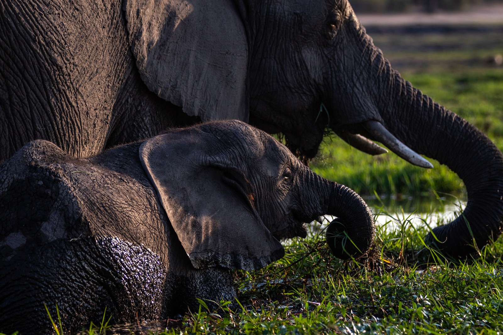 Elephants