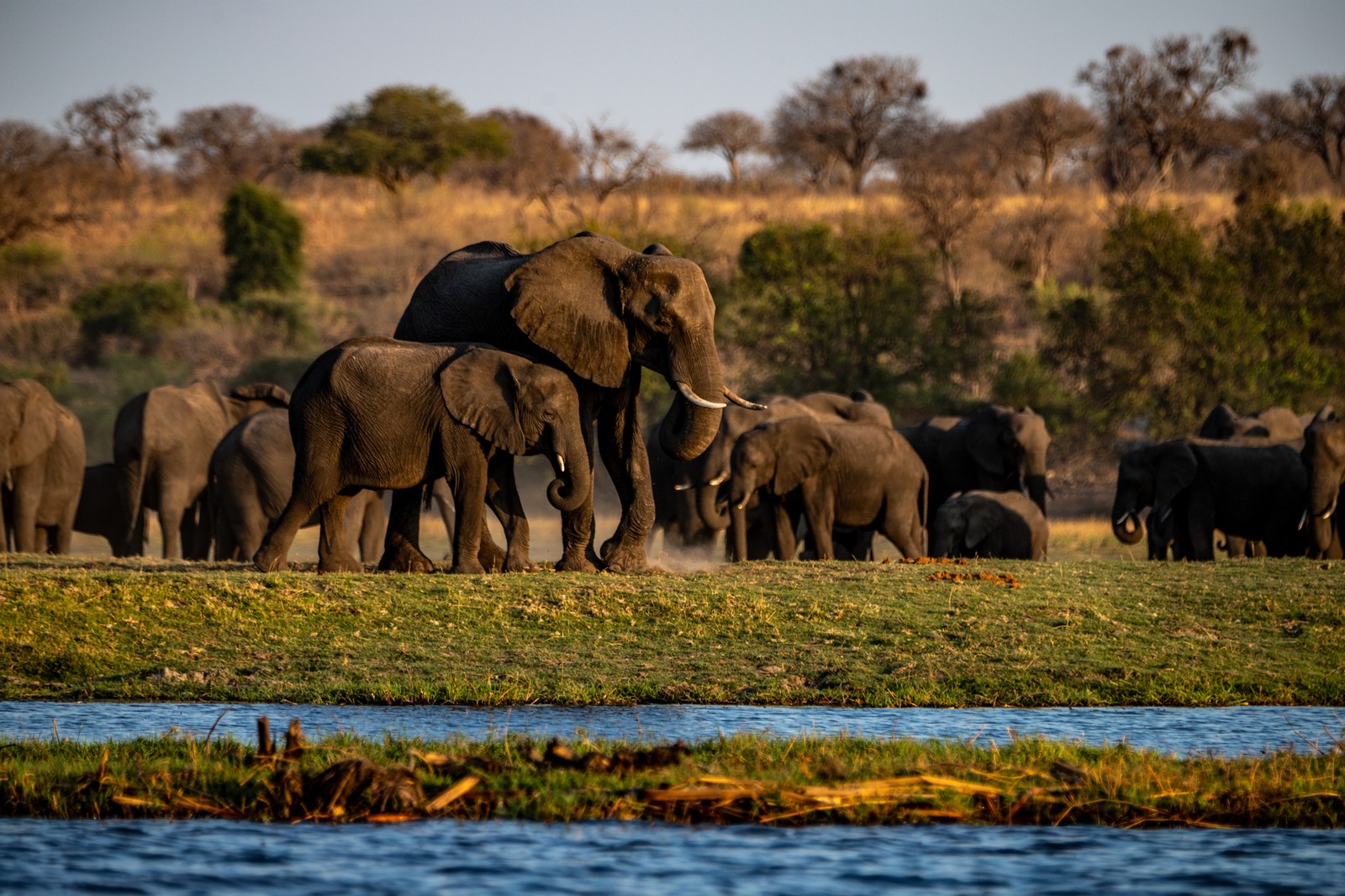 Elephants