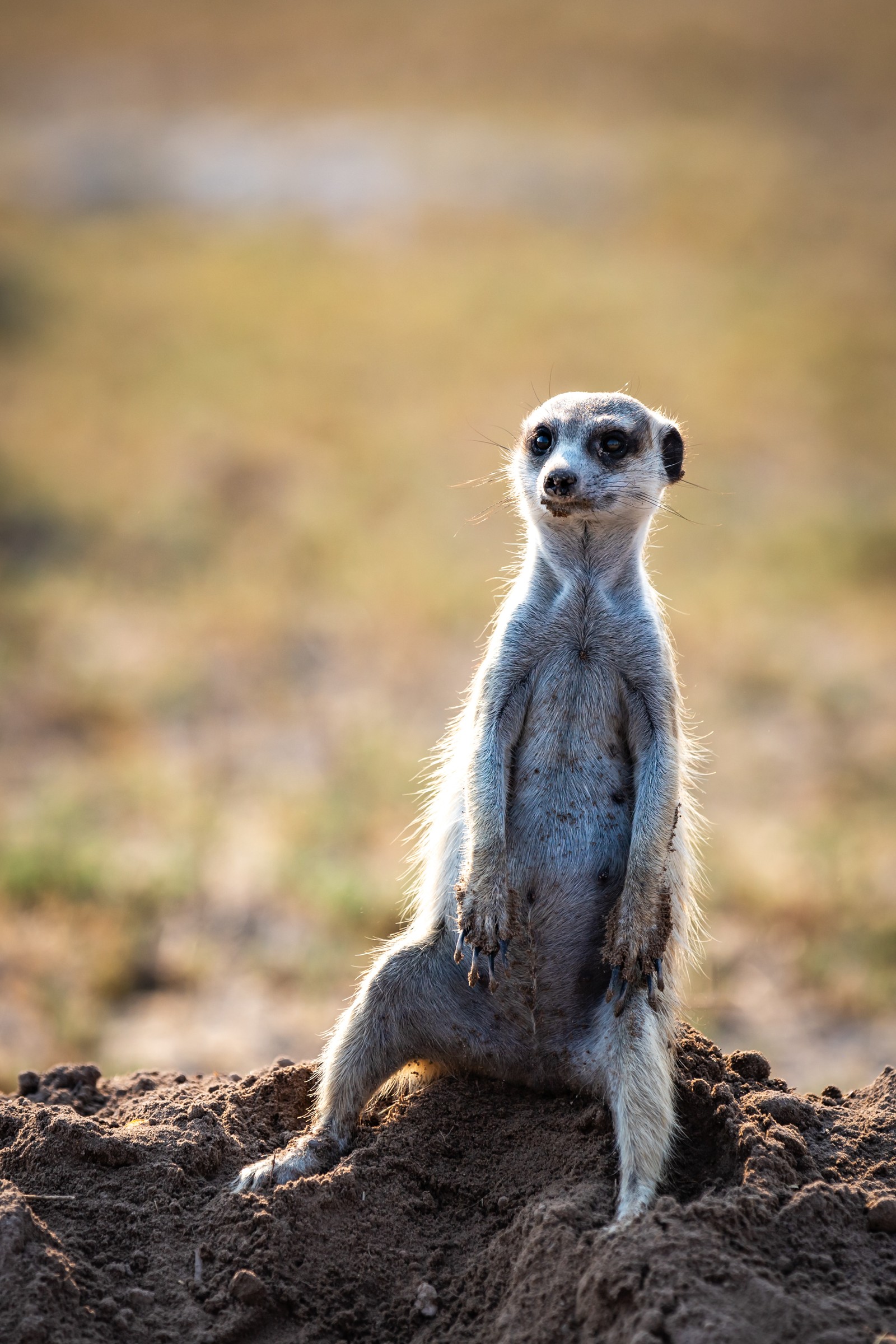 Meerkat