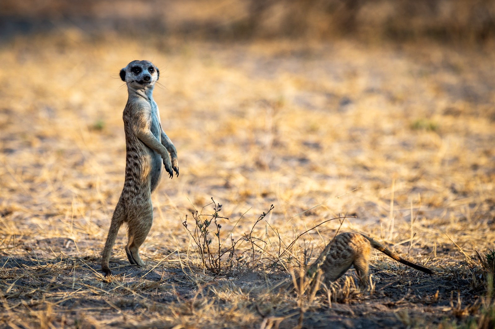 Meerkat