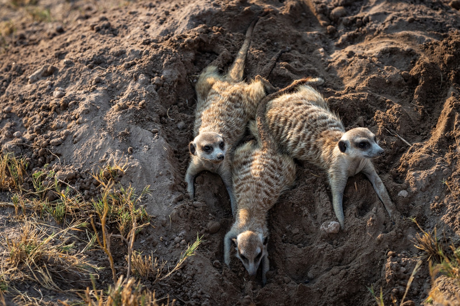 Meerkats