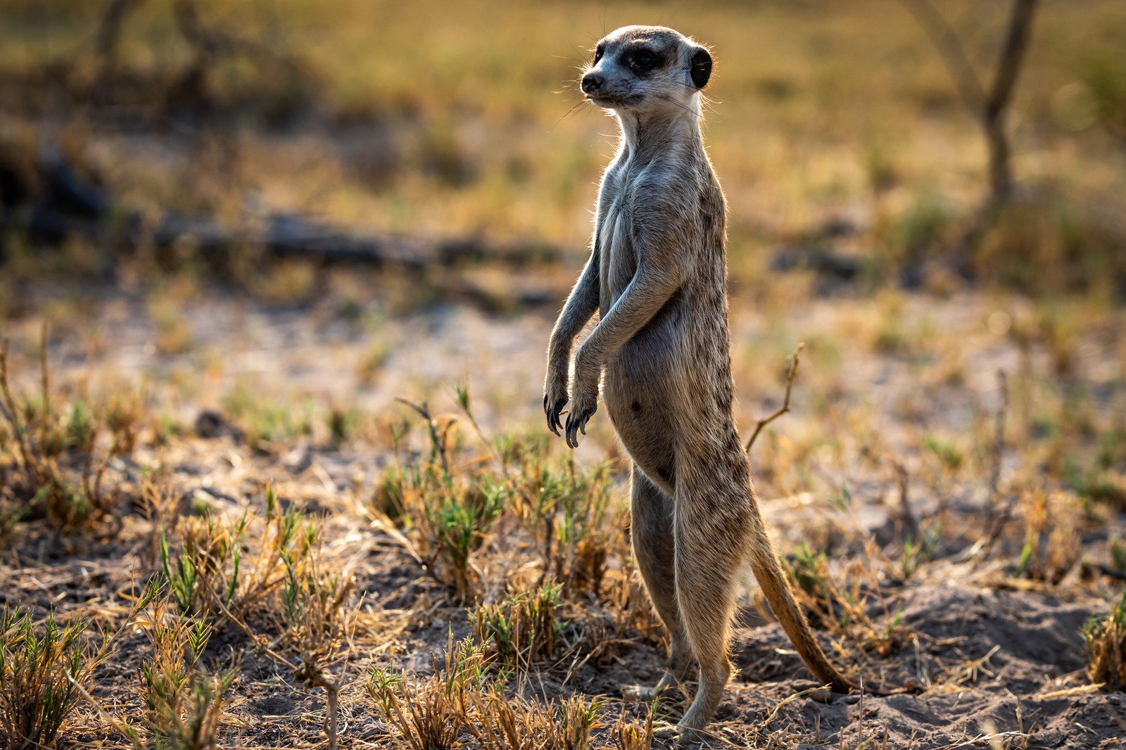 Meerkat