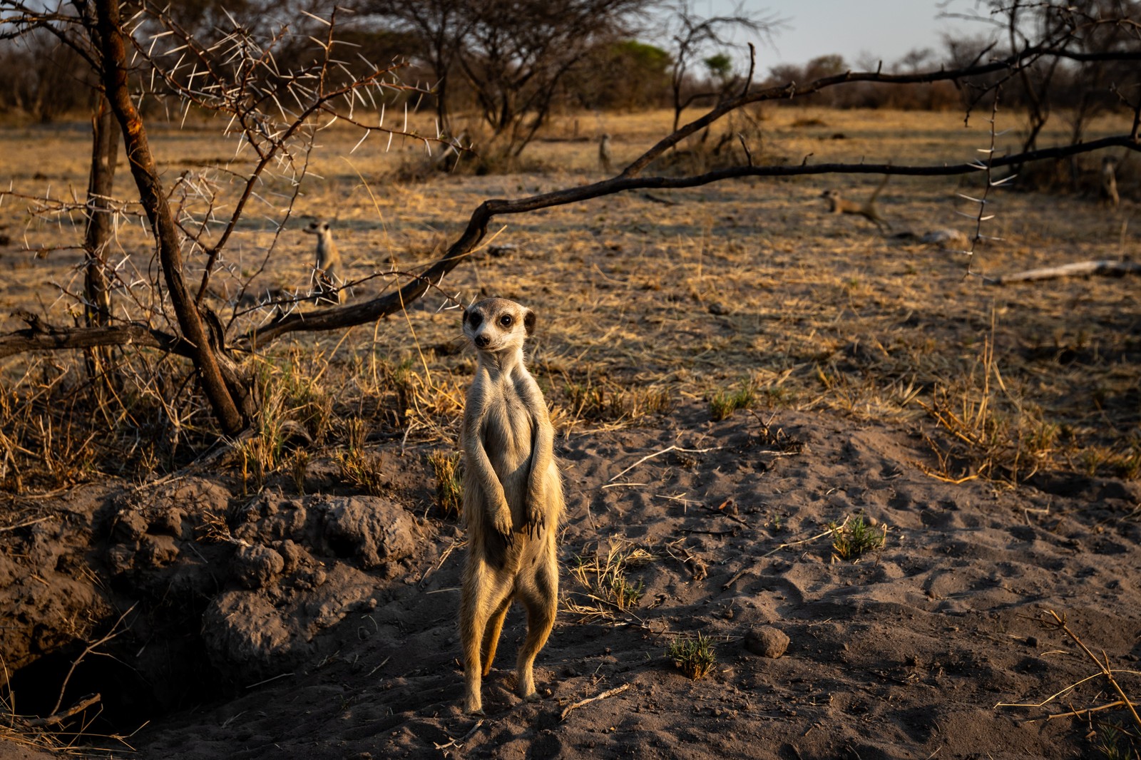 Meerkat