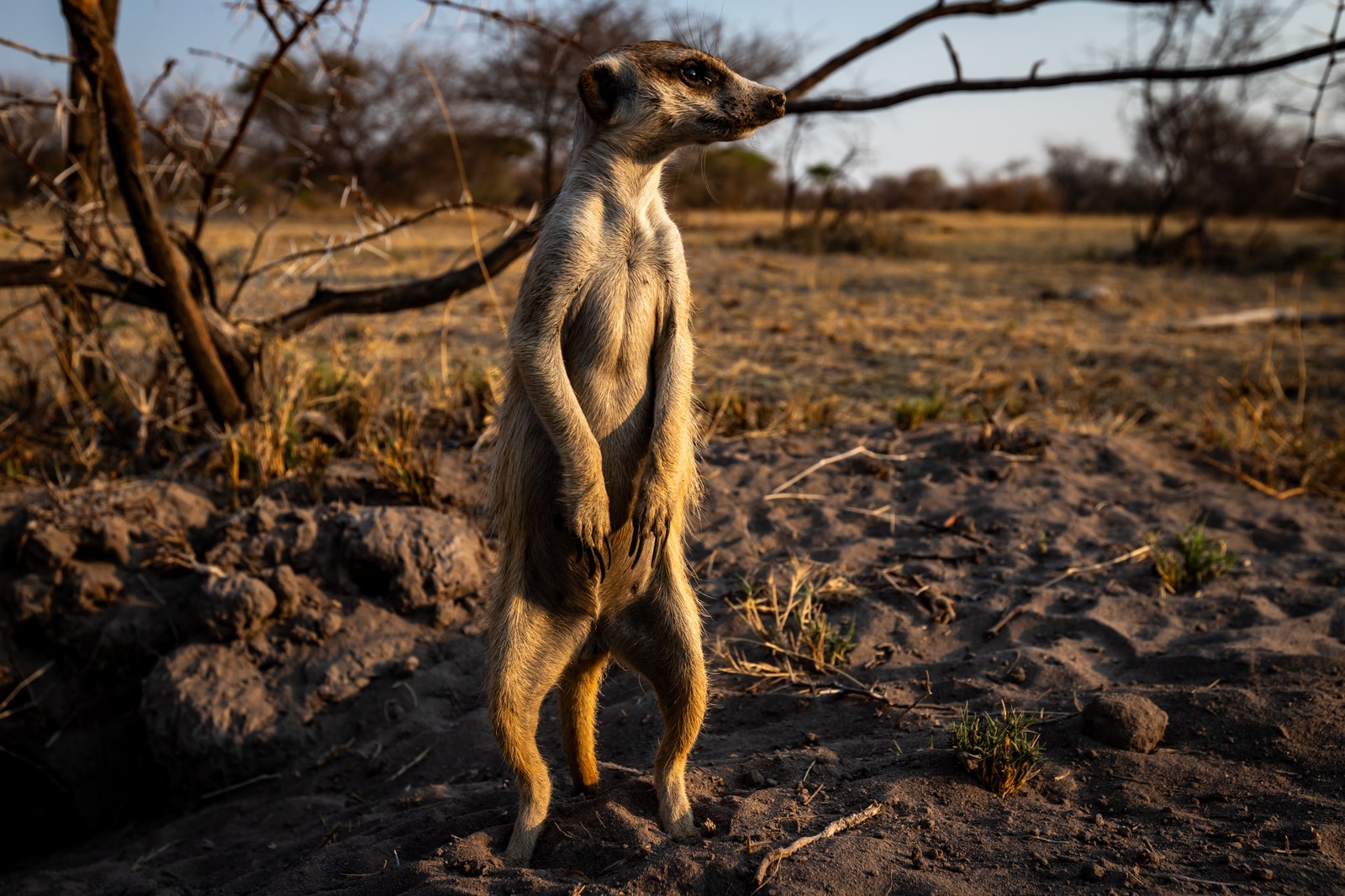 Meerkat