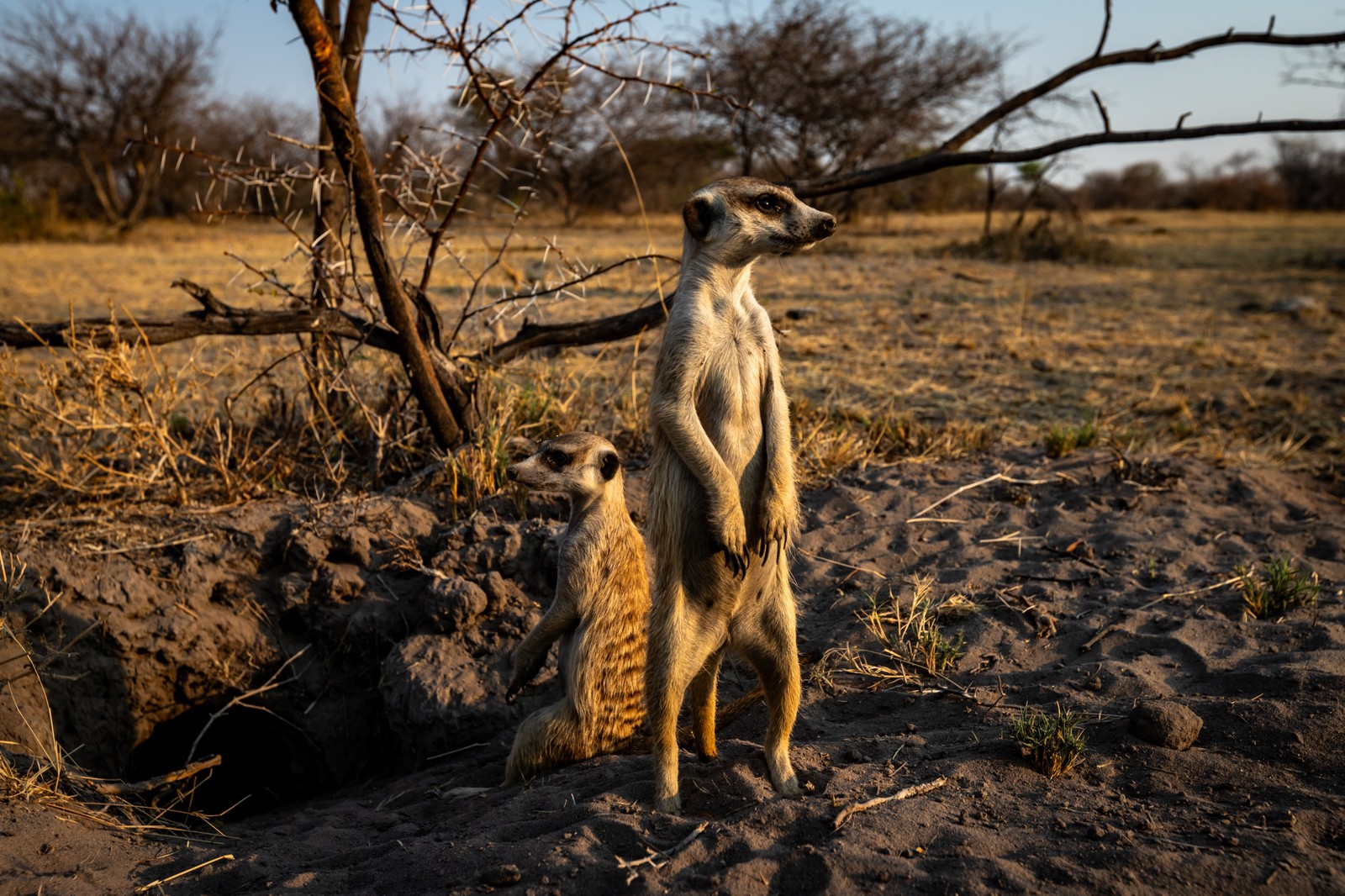 Meerkat