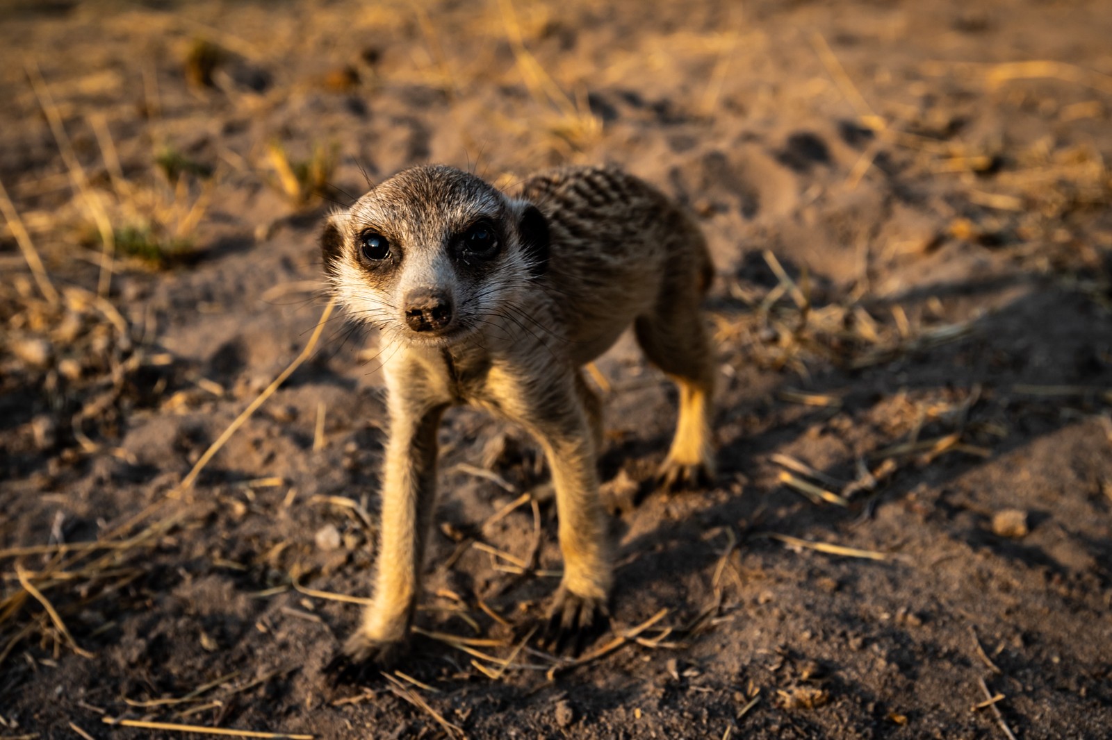 Meerkat