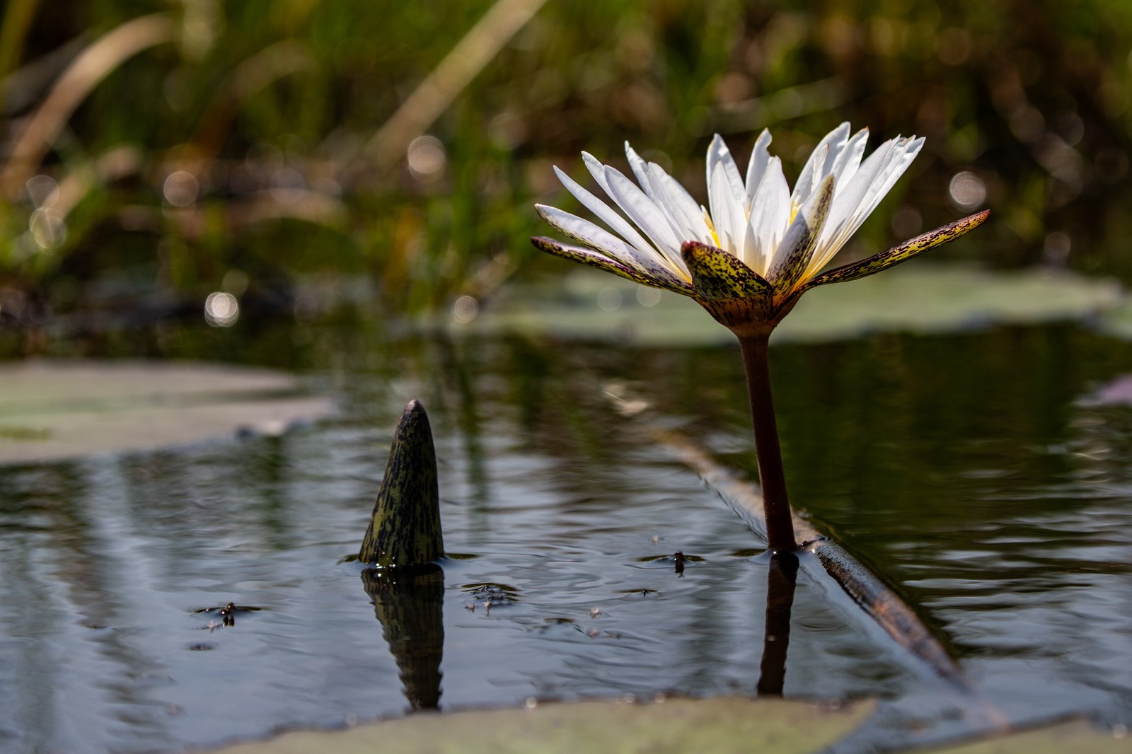 White Lotus