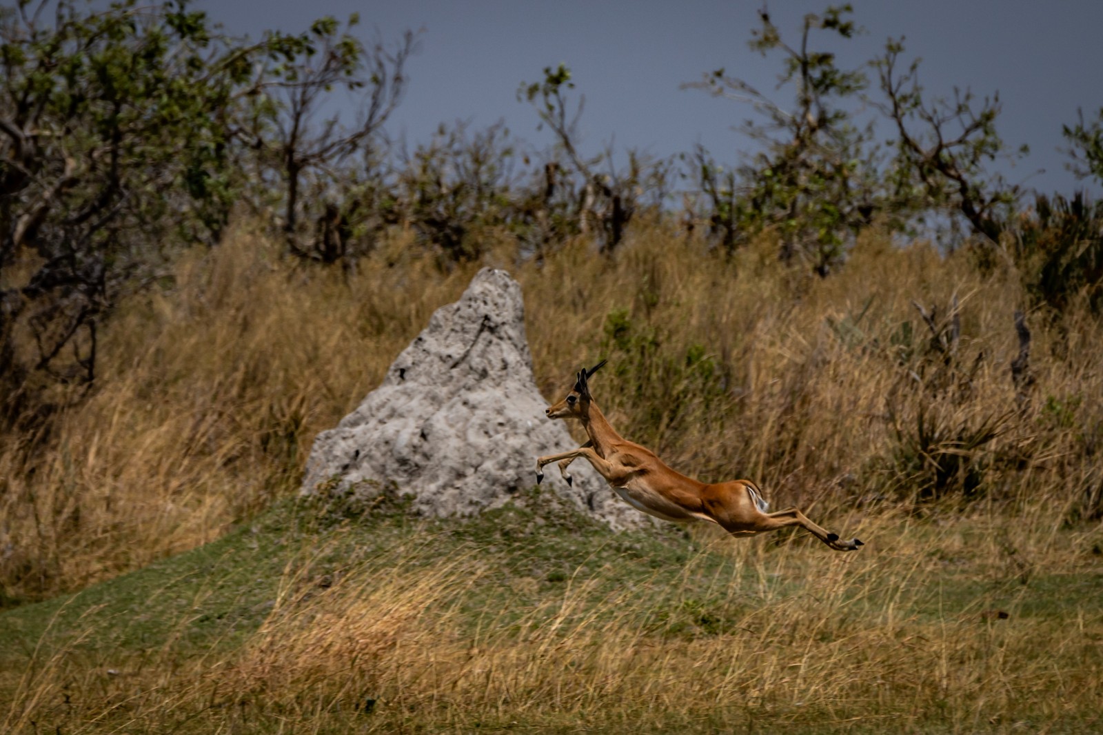 Impala