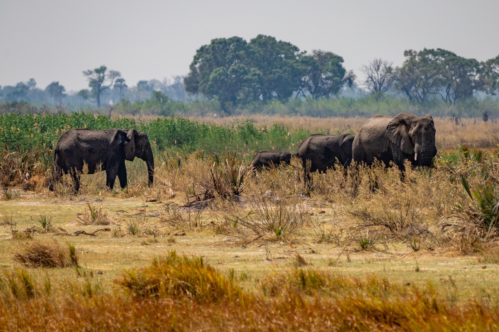 Elephants