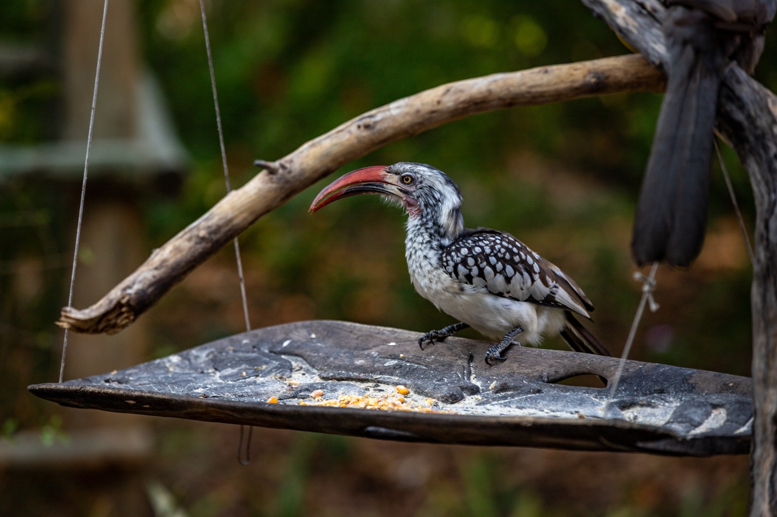 Hornbill