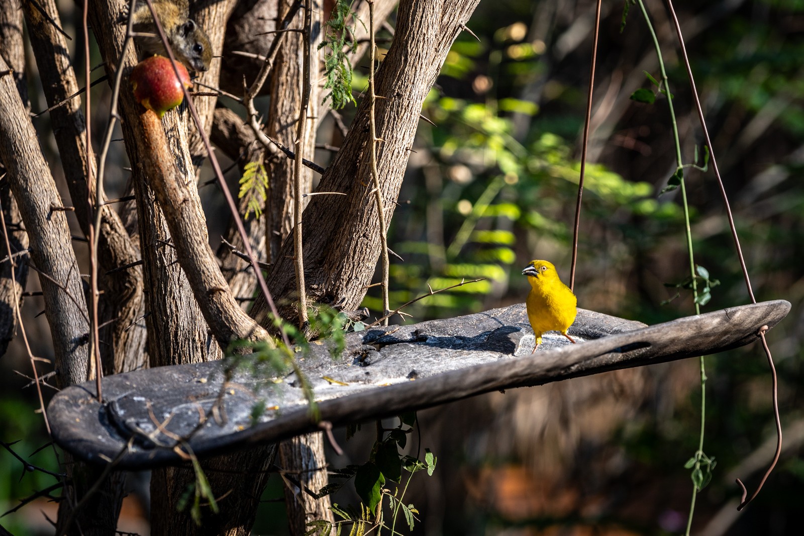 Golden Weaver