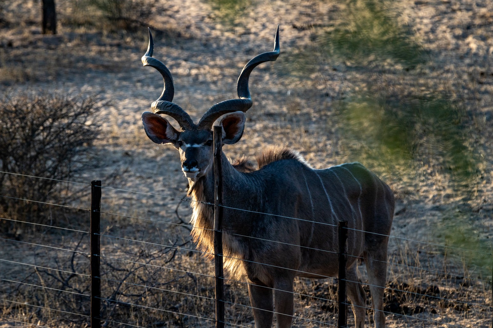 Kudu