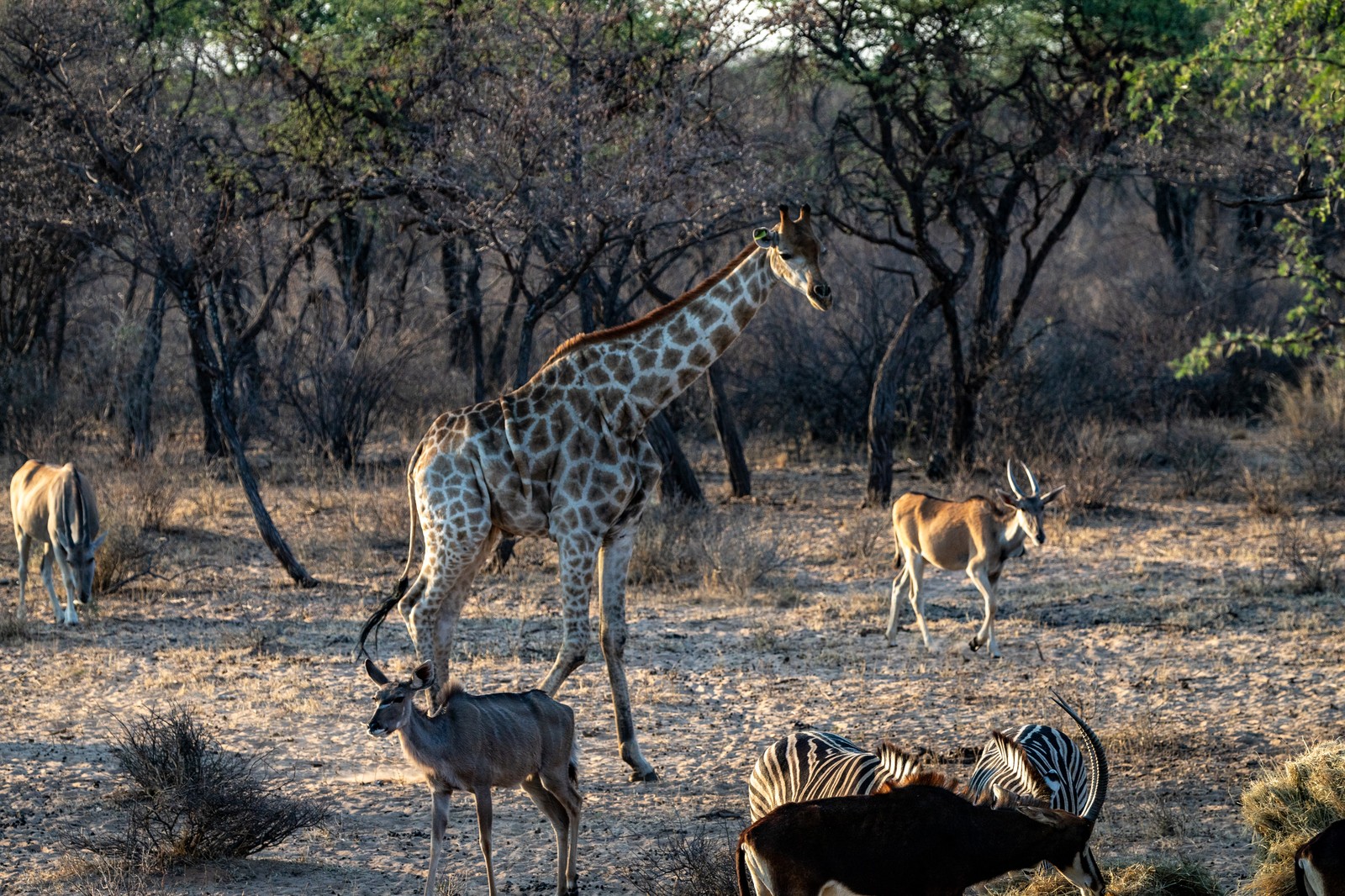 Palm Afrique Game Reserve