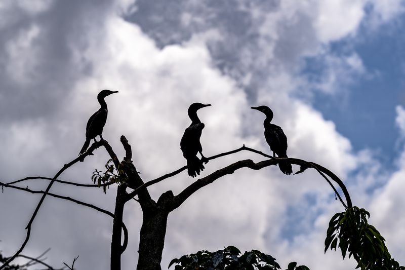 Isla de pájaros